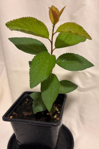 Damson plum tree seedling - damson,