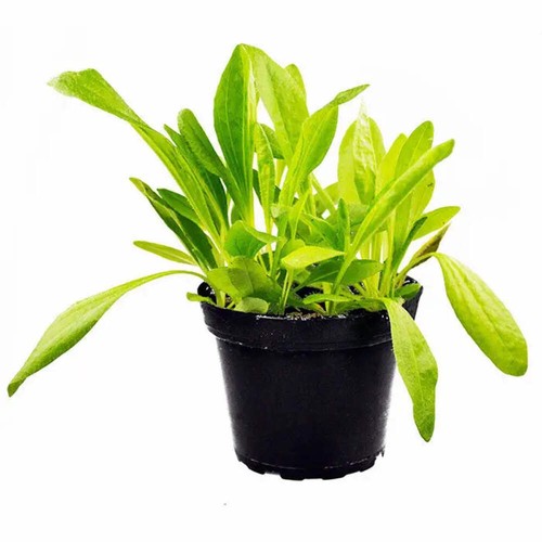Live food plant plantain - plant,