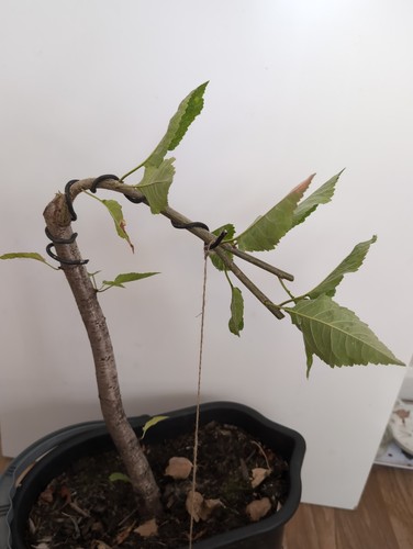 Chunky cherry bonsai tree - ,