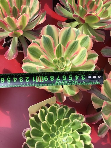 Aeonium goodness large - goodness,
