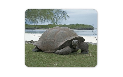 Aldabra giant tortoise - tortoise, mouse