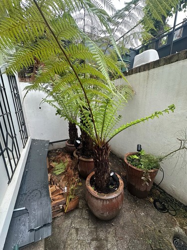 Dicksonia antartica tree fern - dicksonia,