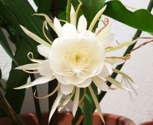 Epiphyllum orcid queen of - 1x, "queen