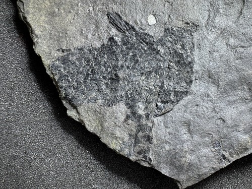 Jurassic fish fossil from - fossil,