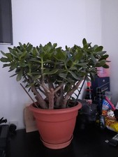 Money tree Jade plant