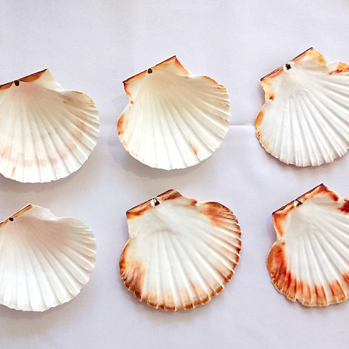 Mixed scallop seashells - 6,,