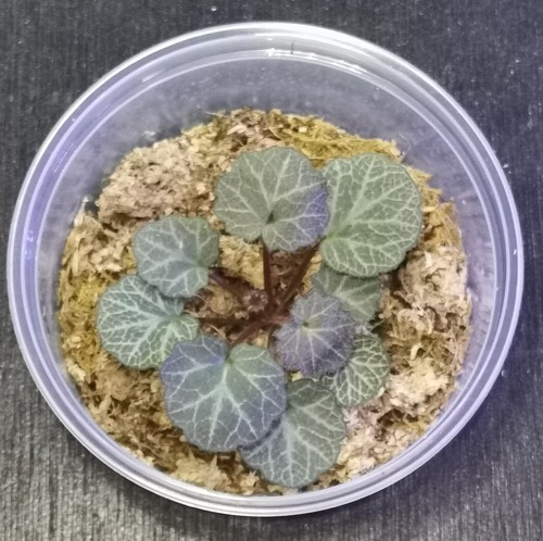 Strawberry begonia saxifraga - begonia, (saxifraga