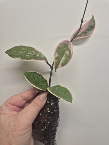 Hoya carnosa flamingo - carnosa,