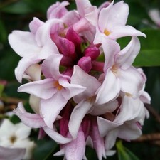 Daphne ‘Perfume Princess’