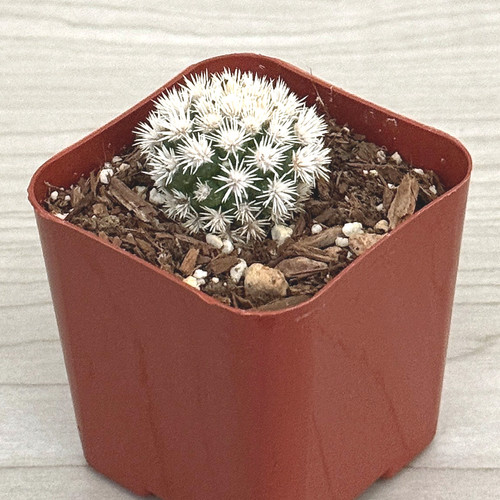 Cactus house plant - house,