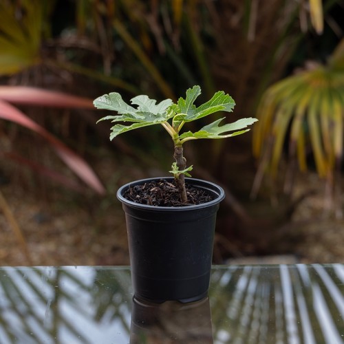 Fig tree brown - fig,
