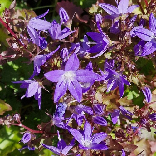 Campanula plug plants - plug,