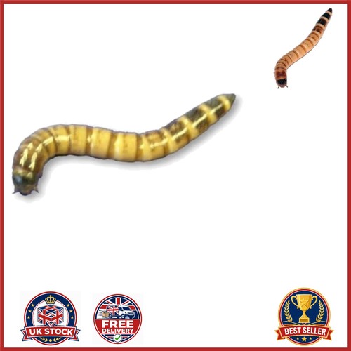 80g live morio worms - 80g, for