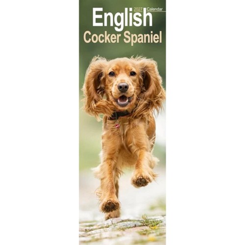 English cocker spaniel 2027 - english,