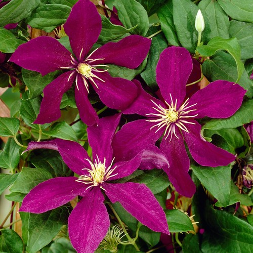 Clematis niobe plant flower - clematis,