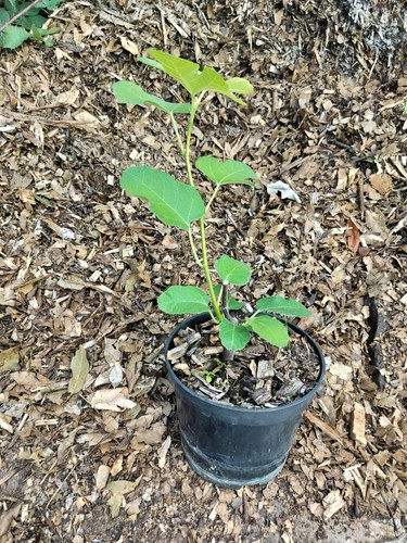 Fig fruit tree - fruit,