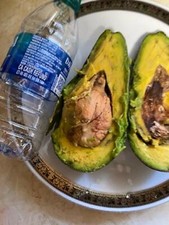 Rare black avocado tree