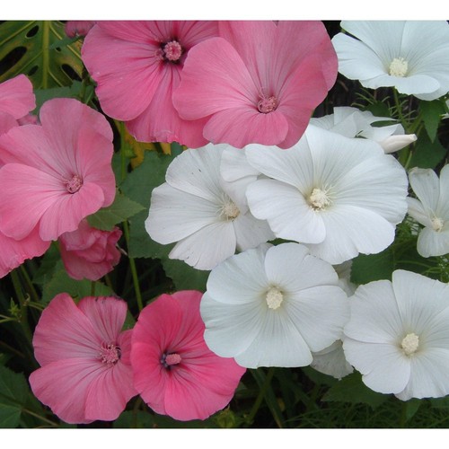 Flower lavatera rose - rose, mallow