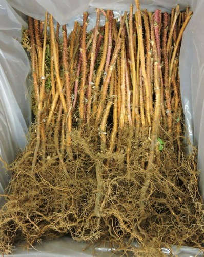Raspberry canes polka - raspberry,