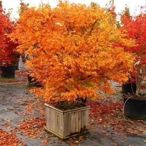 Acer palmatum orange dream - palmatum,