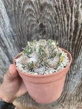 euphorbia Flanaganii F. Cristata / Old Plant / Collection Plant