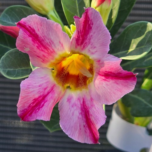 Exotic desert rose plant - desert,