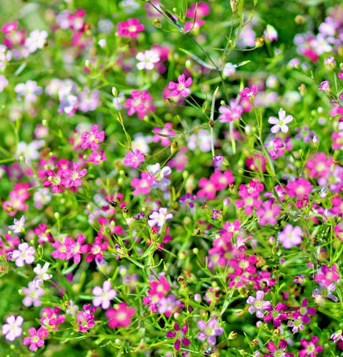 2300x gypsophila elegans - gypsophila,