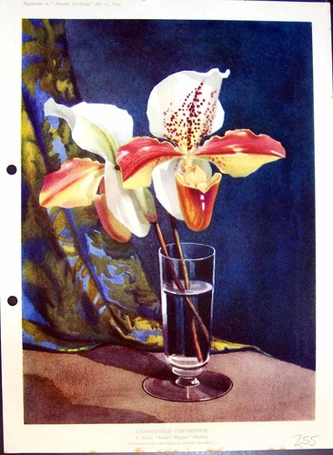 Antique old print cypripedium - print,
