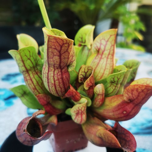 Sarracenia purpurea ssp - sarracenia,