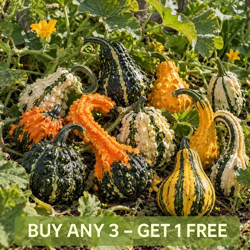 Warted gourd seeds mixed - warted,