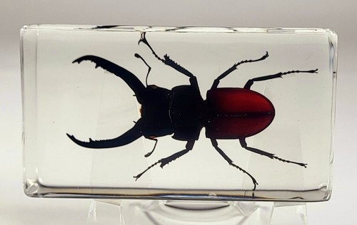 Real stag beetle - real, in