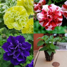 Petunia Tumbelina Mix x 6