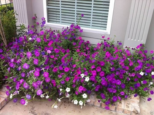 200 mixed laura - 200+, petunia