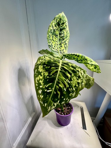 Dieffenbachia reflector house - reflector,