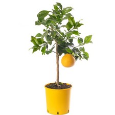 Assorted Indoor Citrus Trees