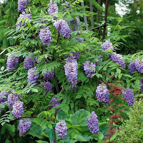 Wisteria plant amethyst falls - wisteria,