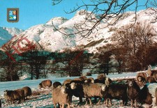 Picture Postcard~ Herdwick Sheep In the Langdale Valiev