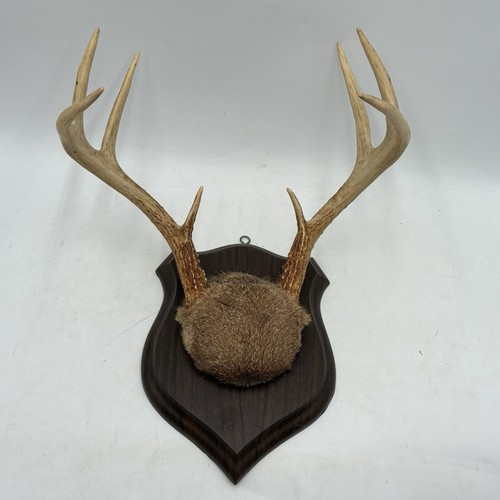 Point whitetail deer real - point,