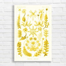 Botanical Illustration