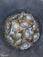 Peeler Crabs Live 🦀 Essex 