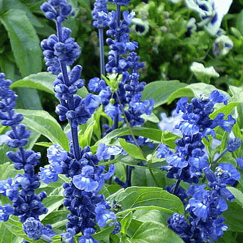 Blue sage seeds salvia - blue,