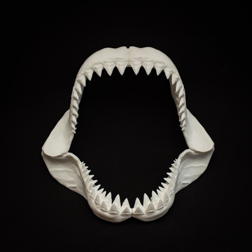 Great white shark jaw - white,