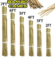 Bamboo Garden Cane Thick