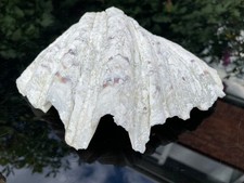 Large Vintage Clam Sea shell
