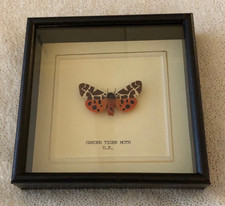 Real Garden Tiger Moth - Hand