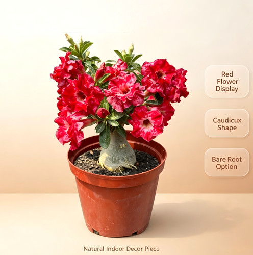Red bloom desert - red, caudex