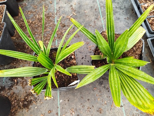 Trachycarpus fortunei naini - fortunei, 'naini