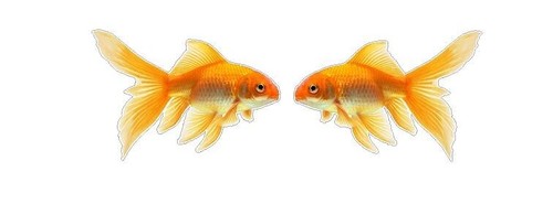 Fishing angling goldfish - fishing,
