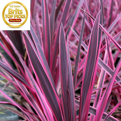 Cordyline australis pink - cordyline, 'pink