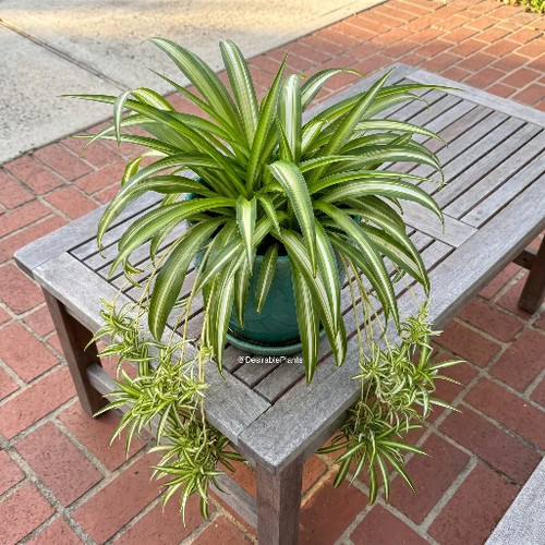Hawaiian spider plant pups - 5,